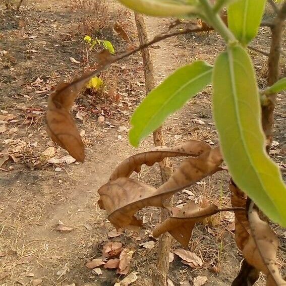 Terminalia macroptera Hábito