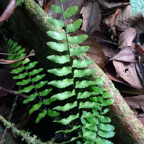 Asplenium cirrhatum Leaf