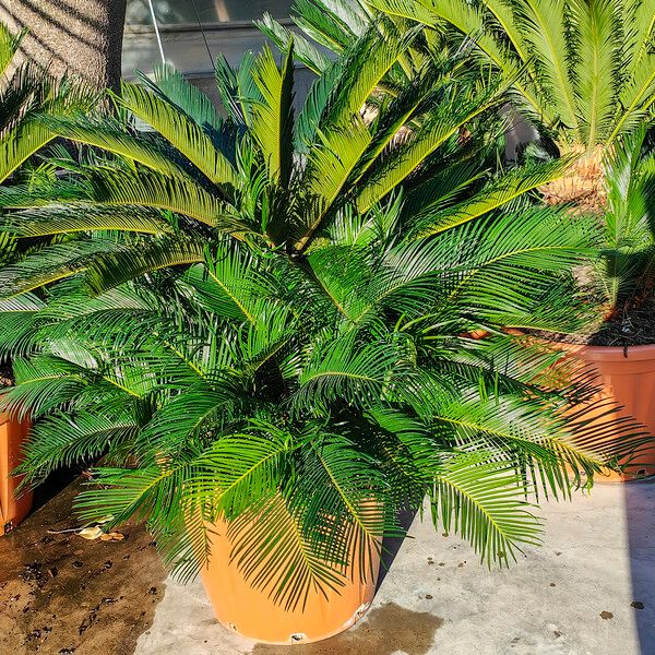 Cycas revoluta Leaf