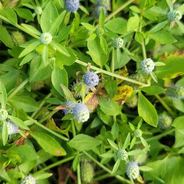 Eryngium prostratum फूल