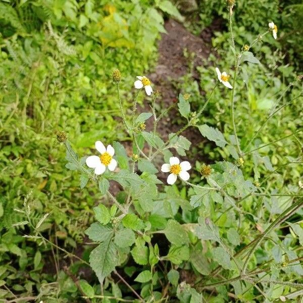 Bidens pilosa Flower