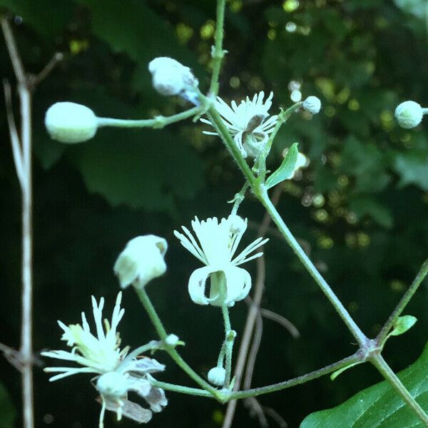 Clematis vitalba Flower