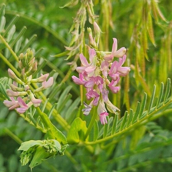 Astragalus atropilosulus Flor