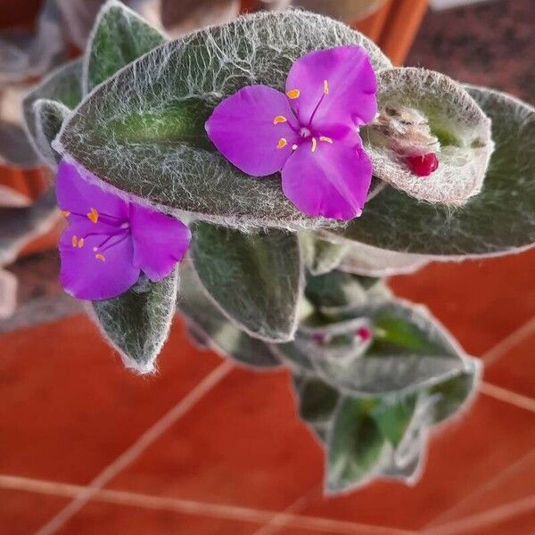 Tradescantia sillamontana Blüte