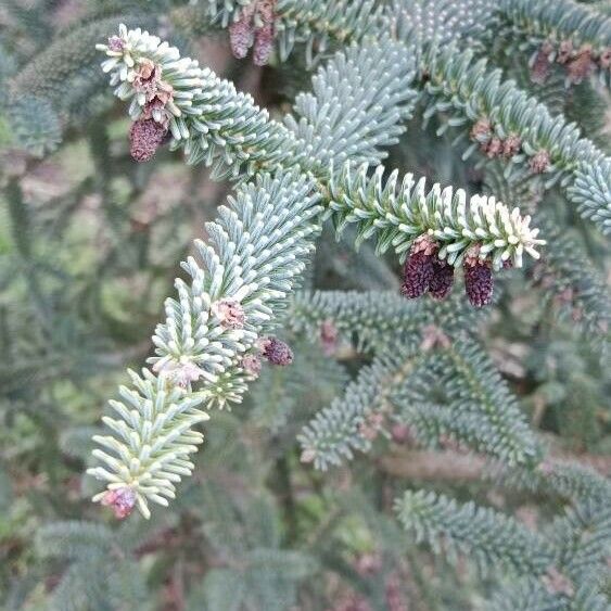 Abies pinsapo その他の提案