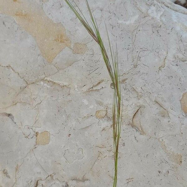 Aristida adscensionis Blomma