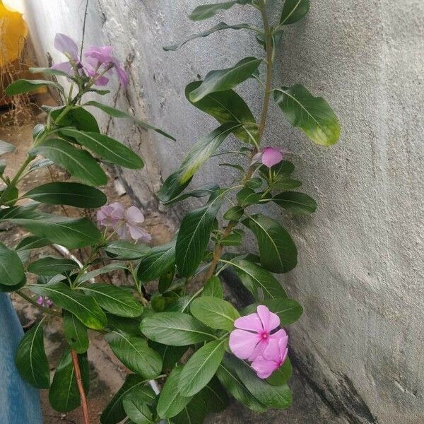 Catharanthus roseus Fleur