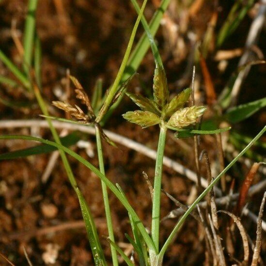 Cyperus flavescens ശീലം