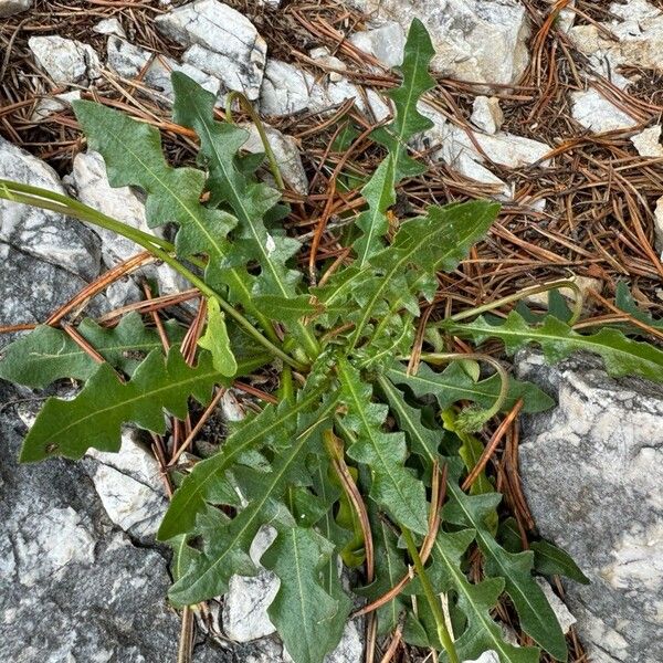 Leontodon crispus Lapas