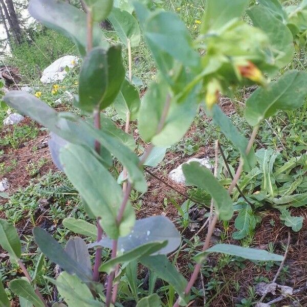 Cerinthe glabra Habitat