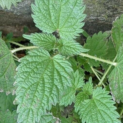 Urtica dioica Leaf