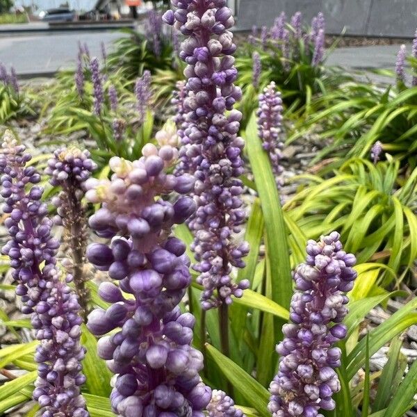 Liriope muscari Цвят