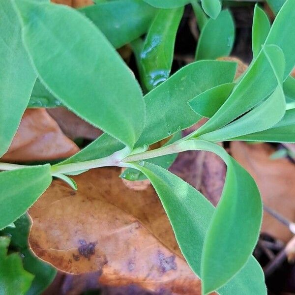 Silene uniflora Leaf