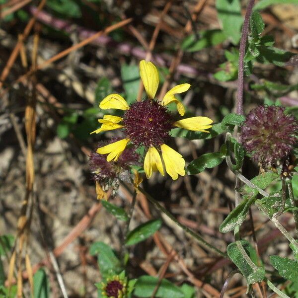 Gaillardia aestivalis Flower