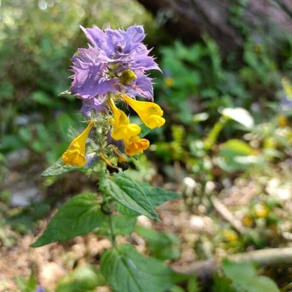 Melampyrum nemorosum Flower