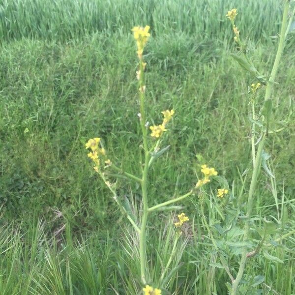 Erysimum virgatum Blomma