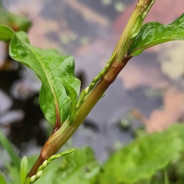 Persicaria hydropiper 树皮