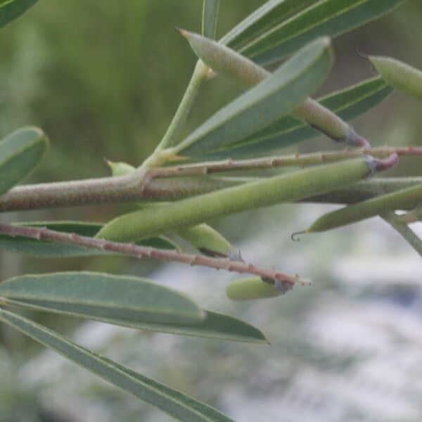 Indigofera lespedezioides Fruit