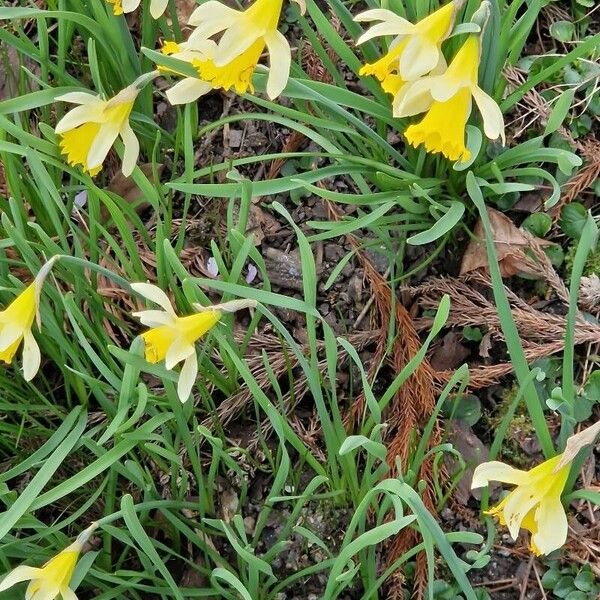 Narcissus bicolor Hábitos