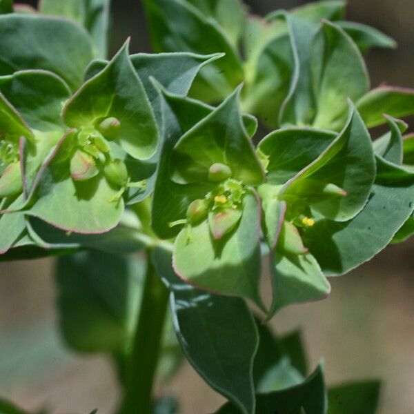 Euphorbia falcata Květ