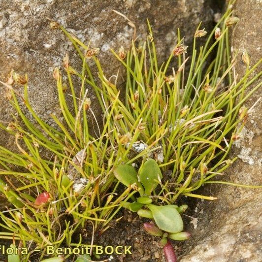 Isolepis setacea Vivejo