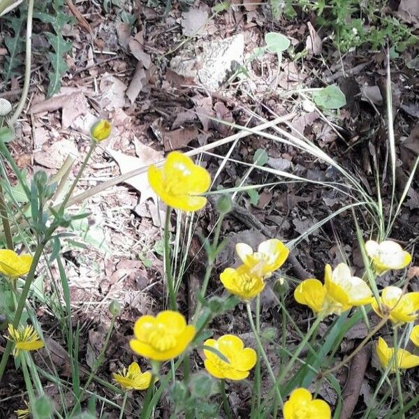 Ranunculus repens Habit