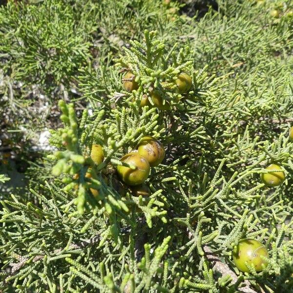 Juniperus phoenicea Beste bat