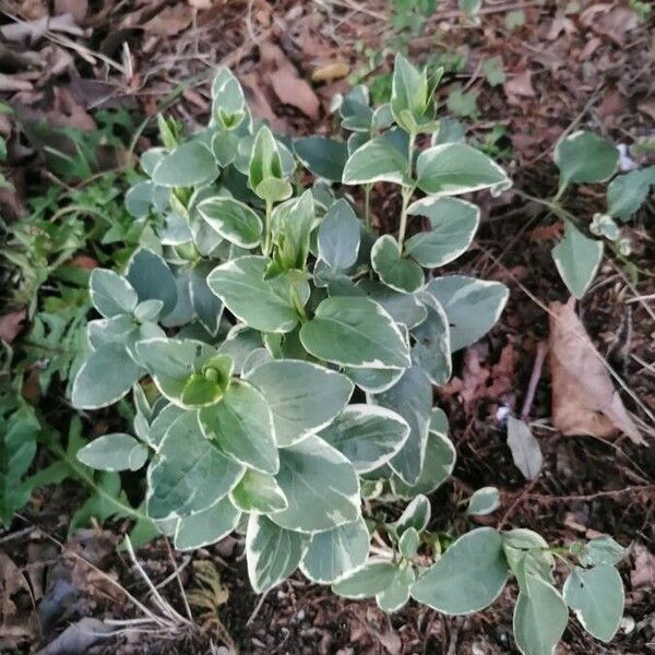 Vinca major Lehti