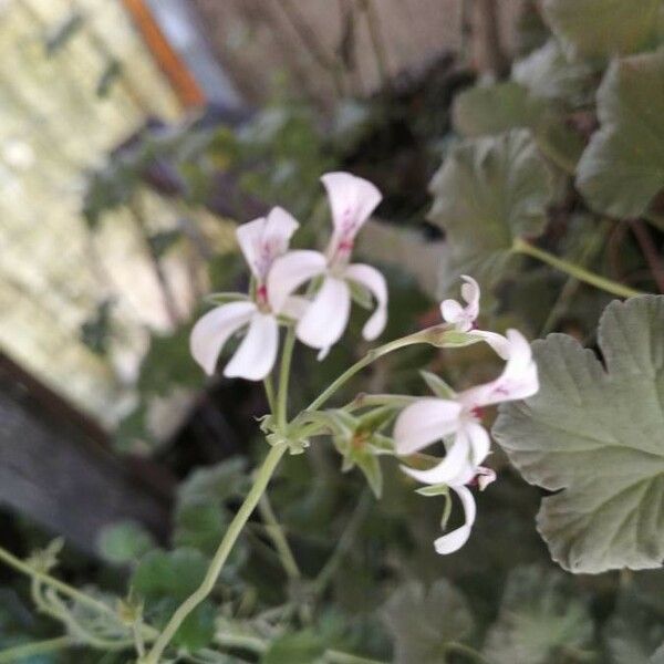 Pelargonium echinatum Çiçek