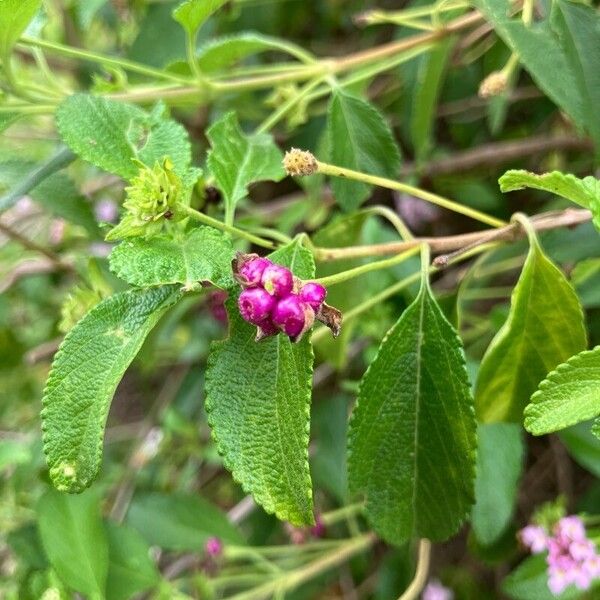 Lantana involucrata Fruit