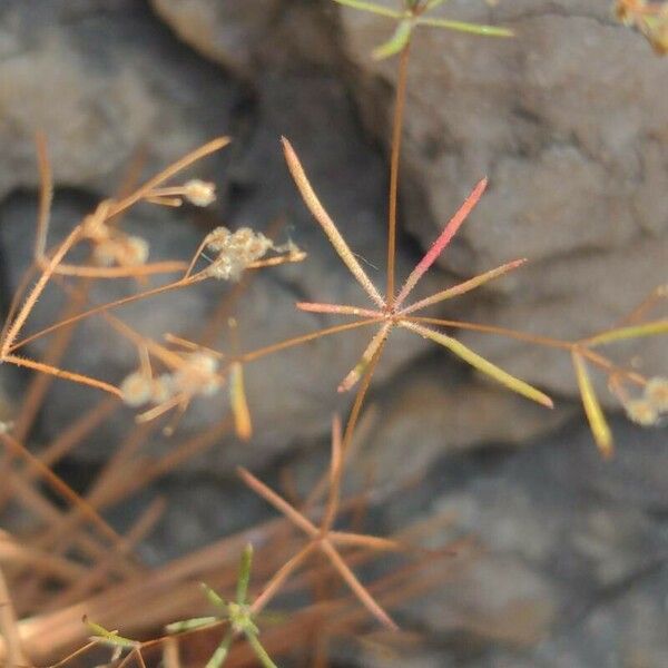 Galium setaceum Leaf