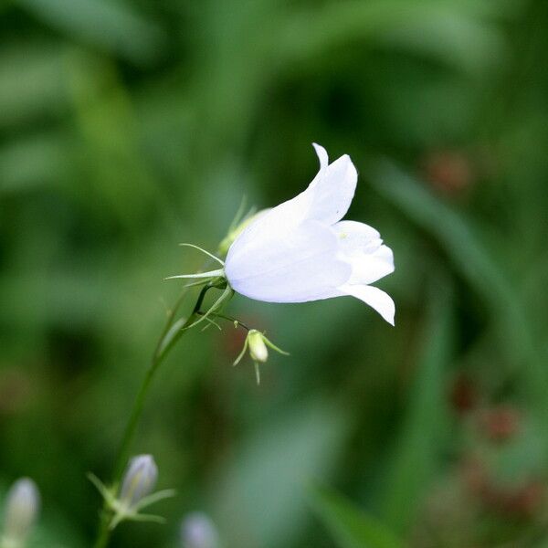 Campanula rotundifolia Flower