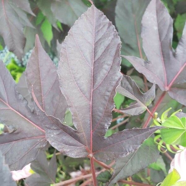 Hibiscus moscheutos Blad