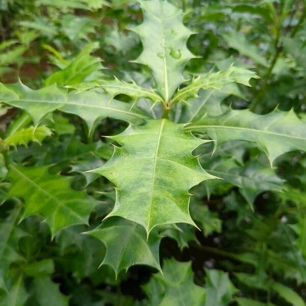 Acanthus ilicifolius Hostoa