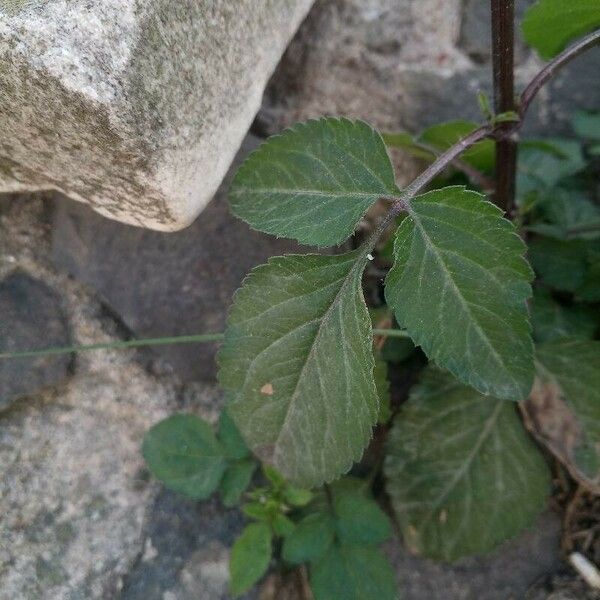 Bidens pilosa Blad