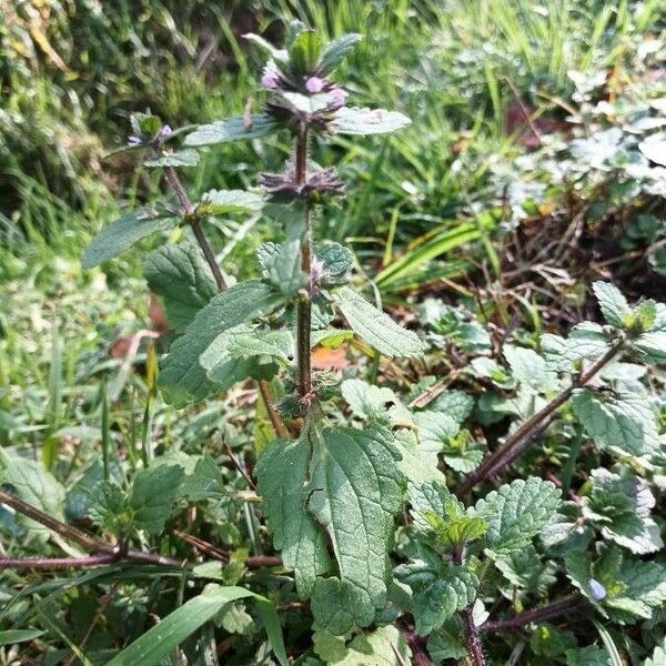 Stachys arvensis Blad