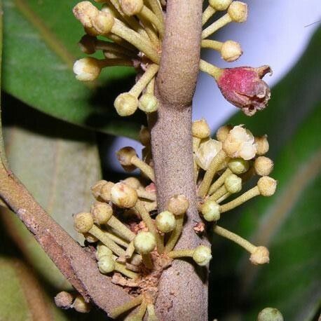 Pouteria calistophylla പുഷ്പം