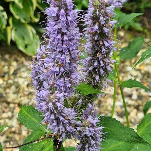 Agastache foeniculum Kvet