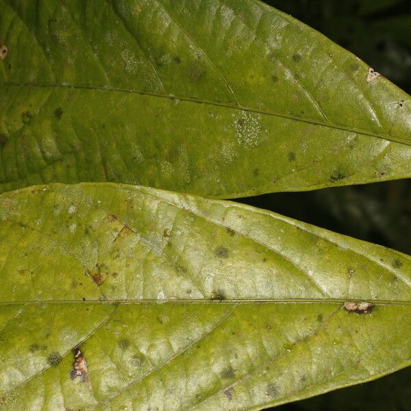 Adenophaedra grandifolia Leaf