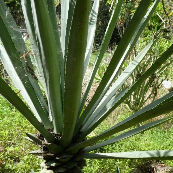 Agave sisalana Feuille