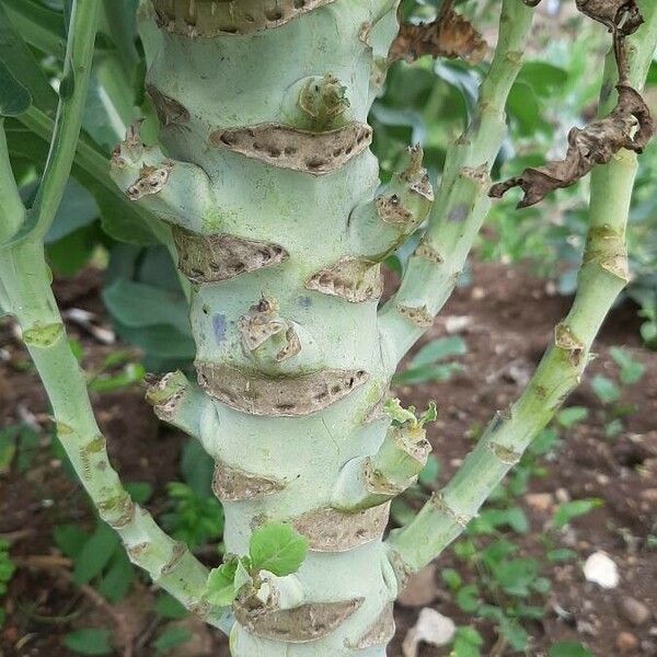 Brassica oleracea Écorce