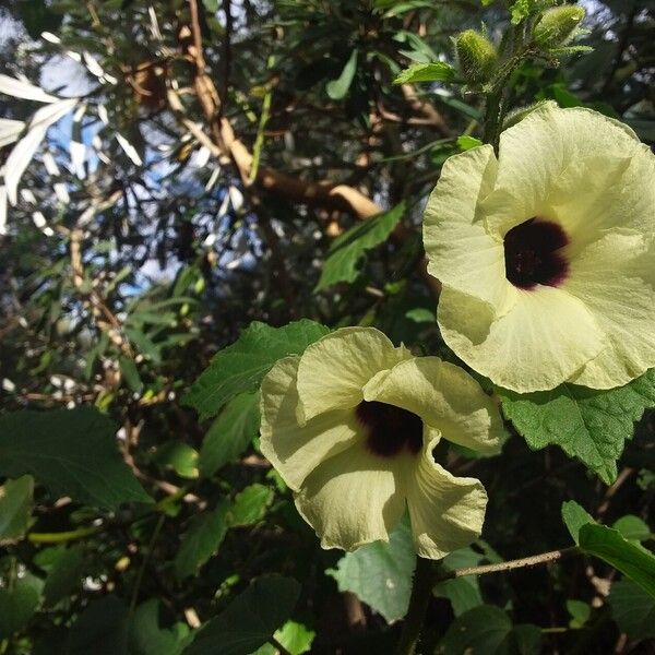 Hibiscus diversifolius Virág