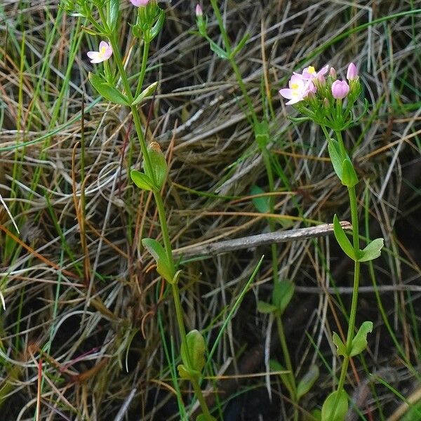 Centaurium erythraea Συνήθη χαρακτηριστικά