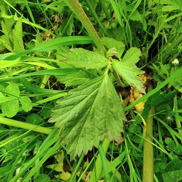 Geum rivale Blad