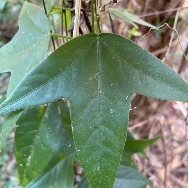 Passiflora suberosa Yaprak