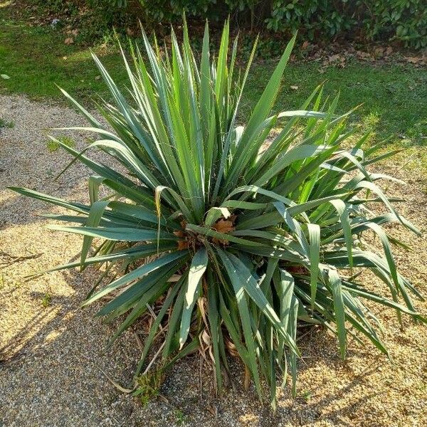 Yucca filamentosa Hábito