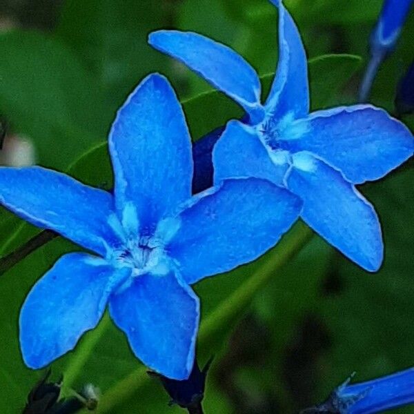 Amsonia tabernaemontana Flower