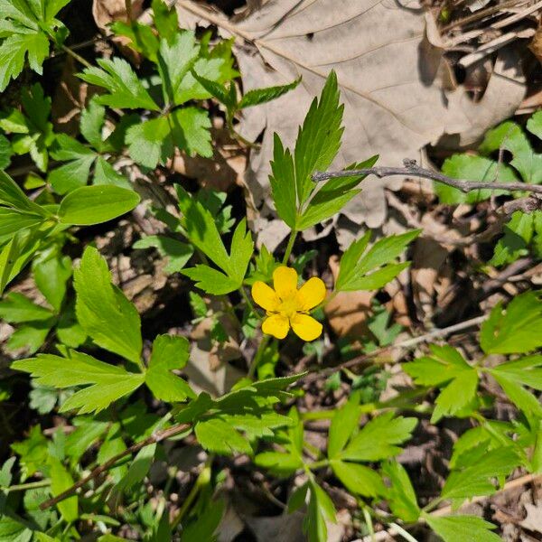 Ranunculus hispidus Flor