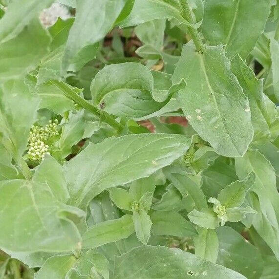 Lepidium draba 葉