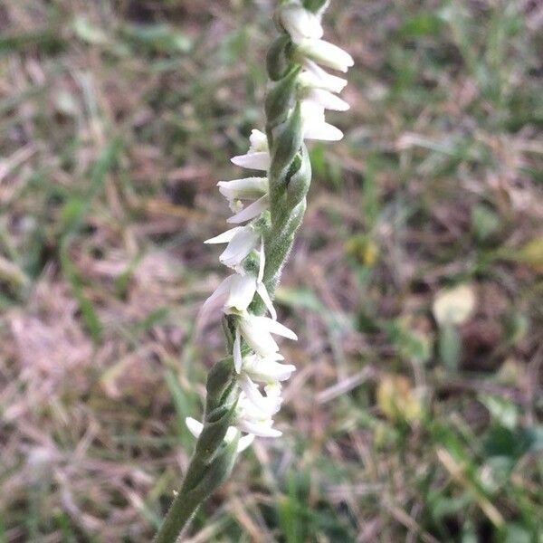 Spiranthes spiralis Flower